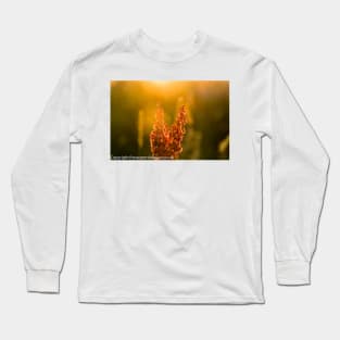 Pink Meadow flowers at sunset from meadow flower collection Long Sleeve T-Shirt